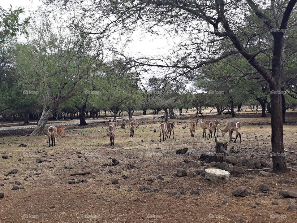 A view on the Antelopes