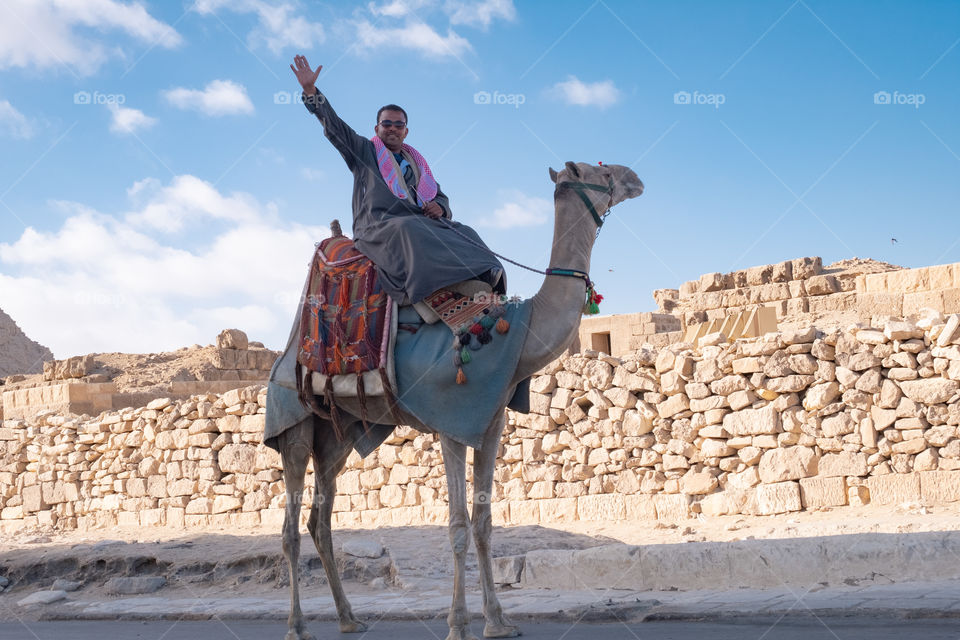 Camel for rental