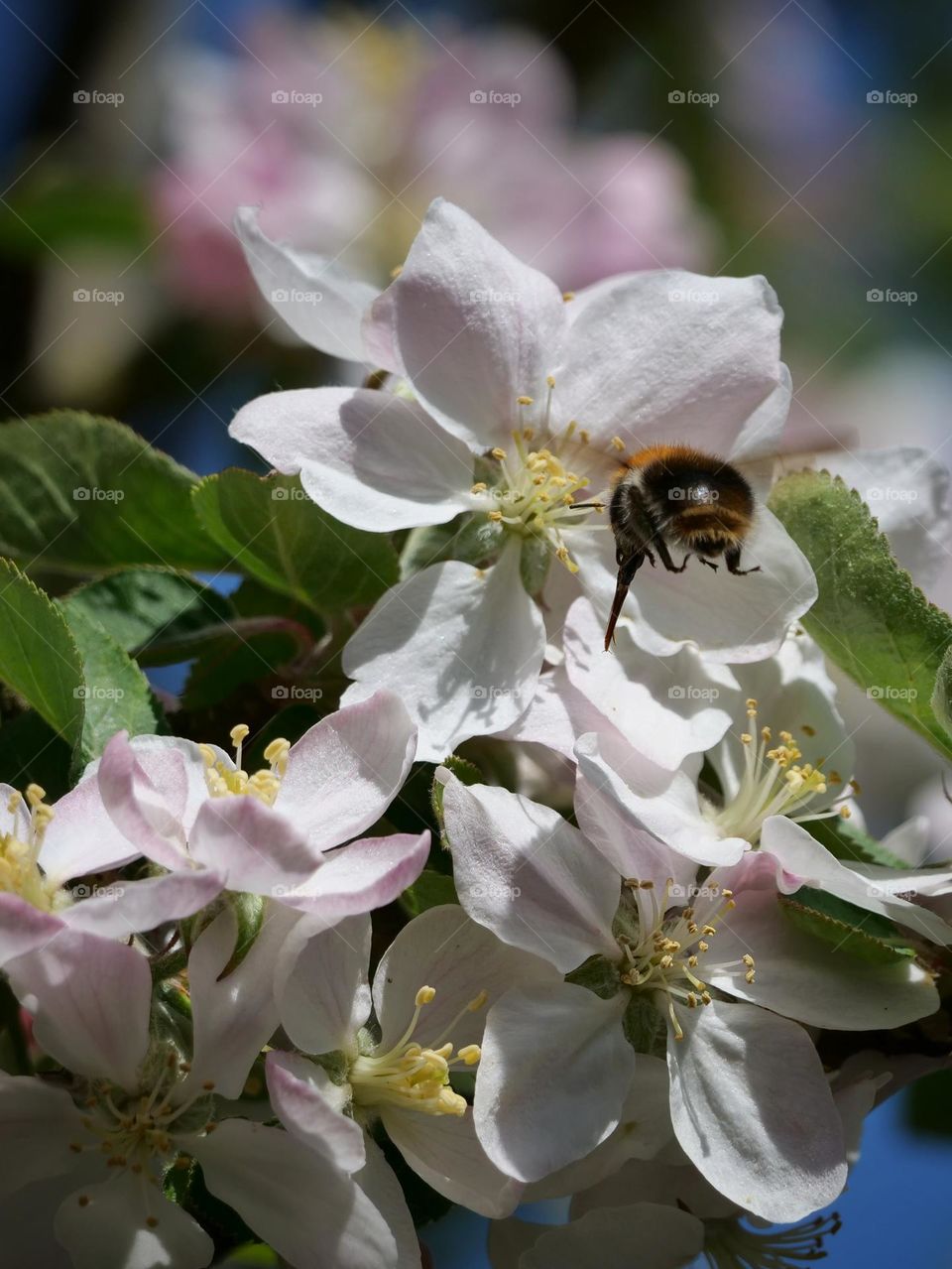 Flying bumblebee searching for nectar on apple tree blossoms