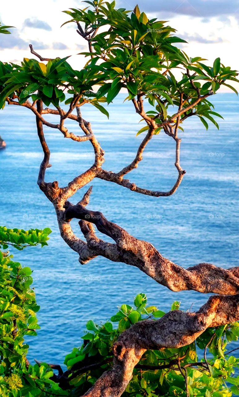 so beautiful nature place good tree and so blue water really a so peaceful place and so clean place like so much