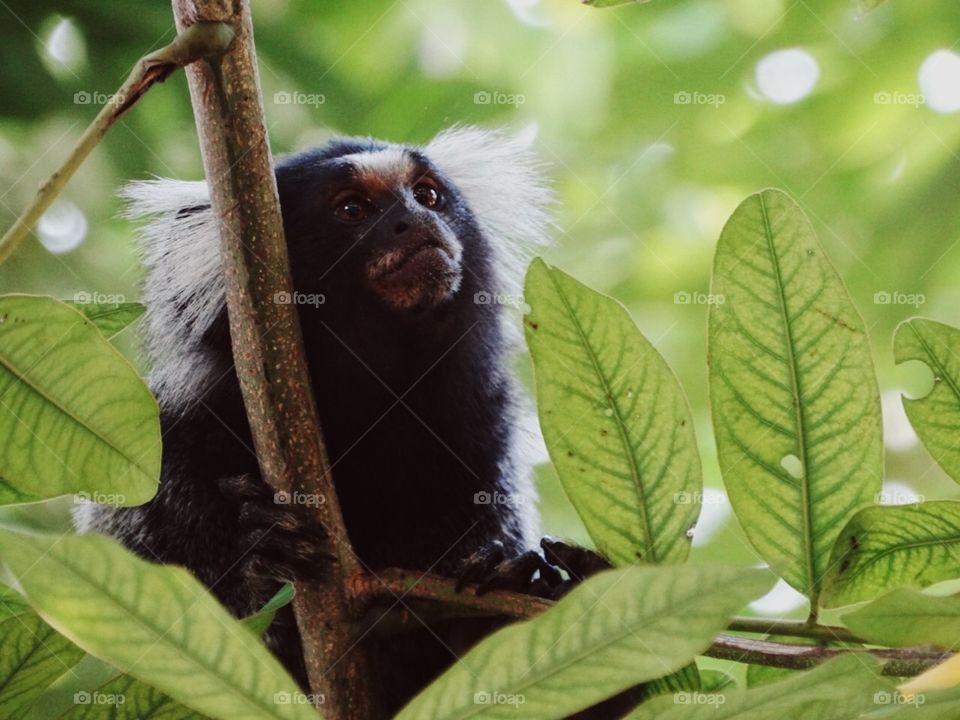 Monkey in the forest 