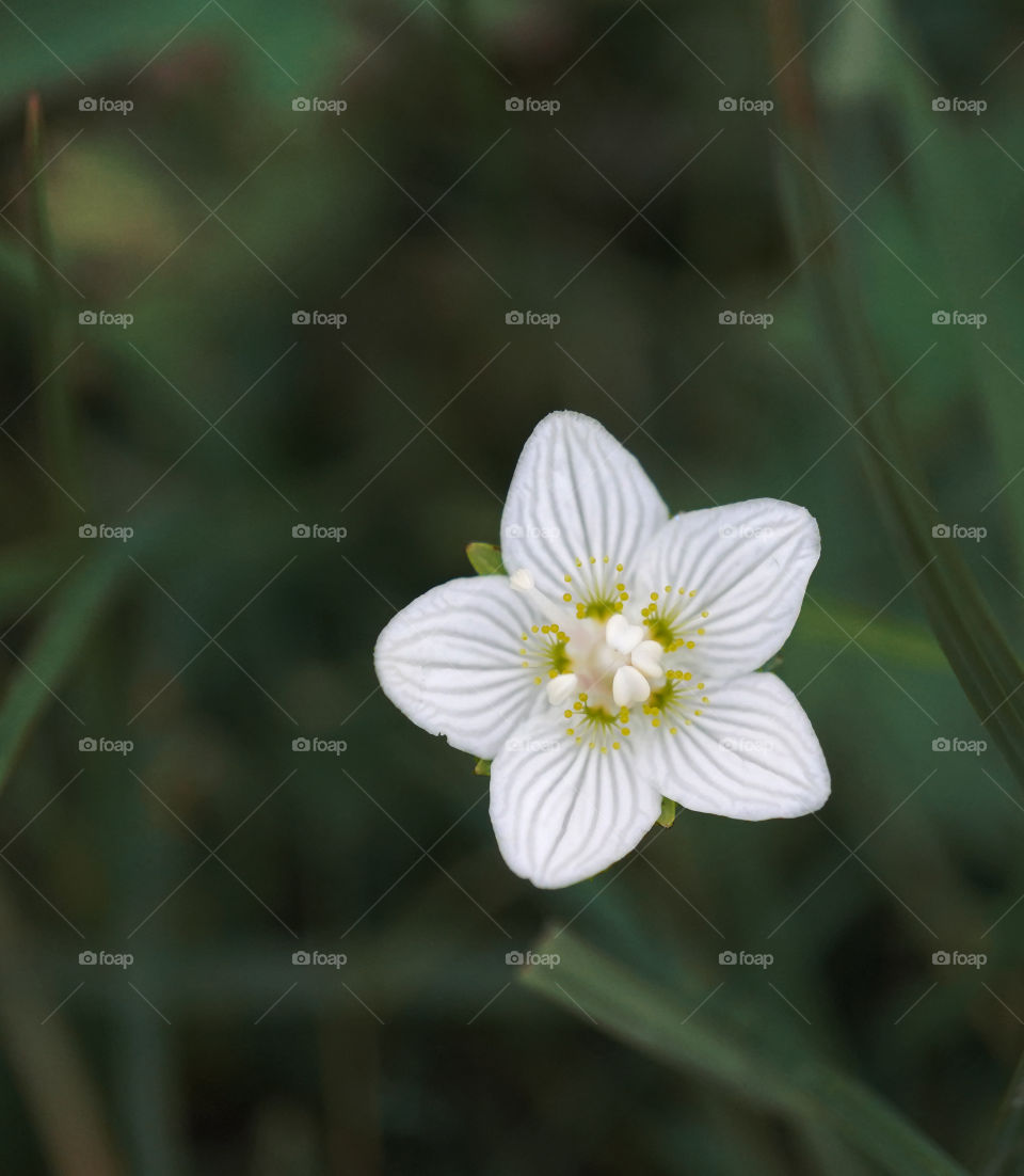 one nice flower in Siberia