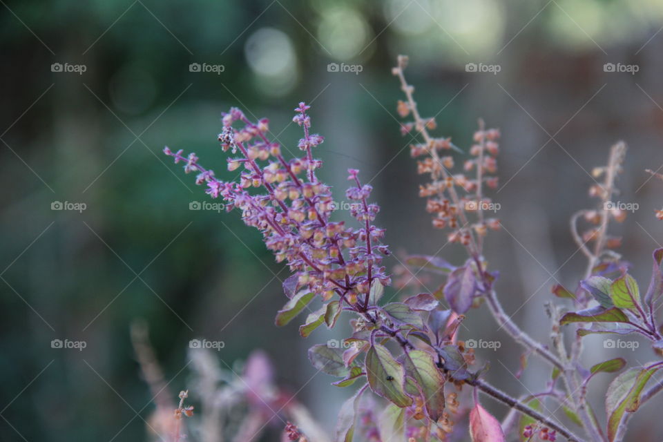 follower,s plants in the farm