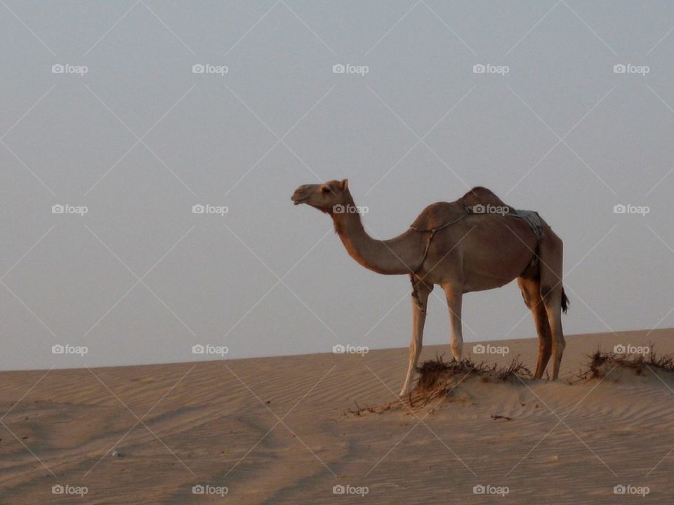 Camel,Dubai