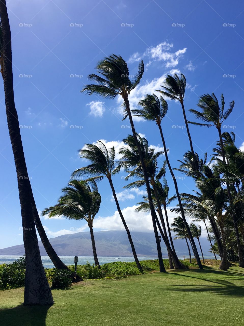 Wind-blown palms overlooking empty beach. 