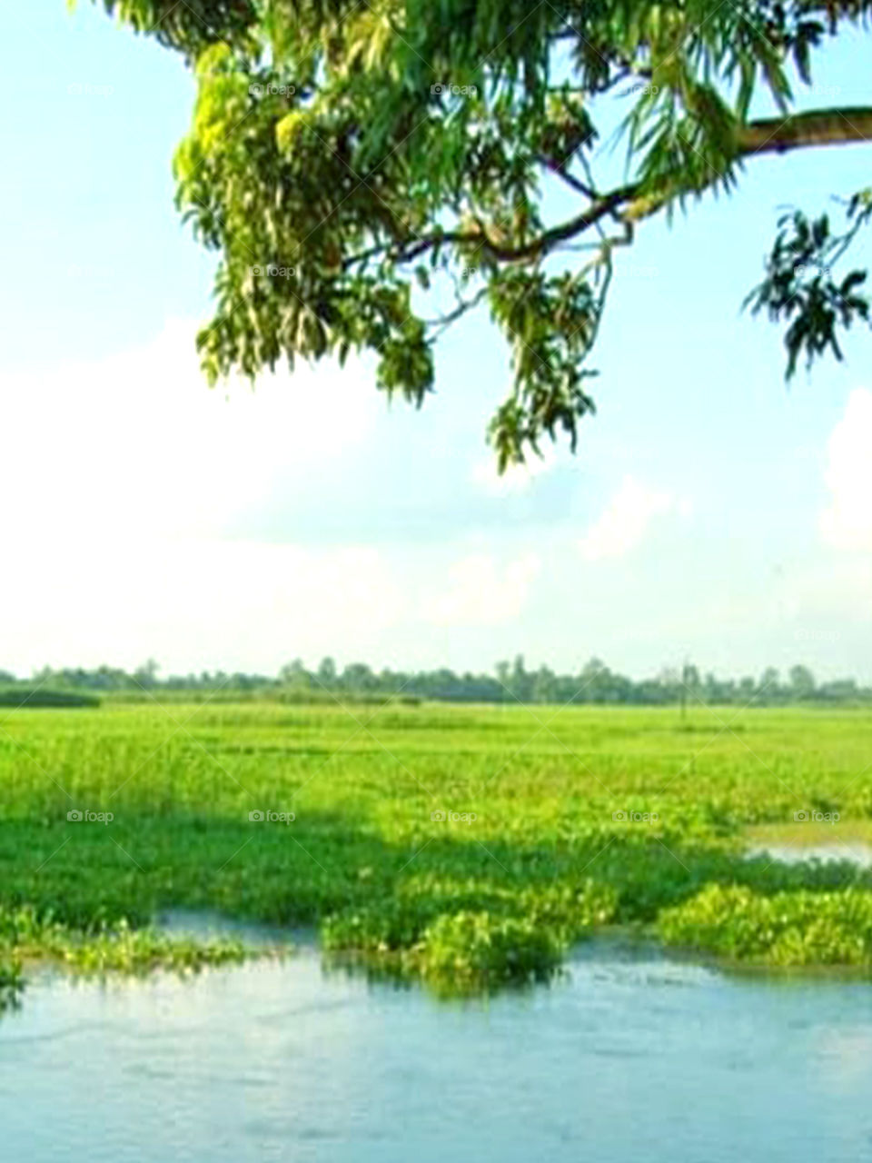 A mango tree branch have green leaf and undar have green grass and water.