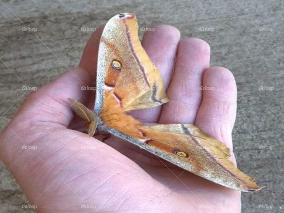 Giant moth 