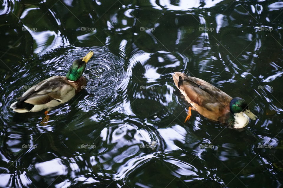 Ducks in water