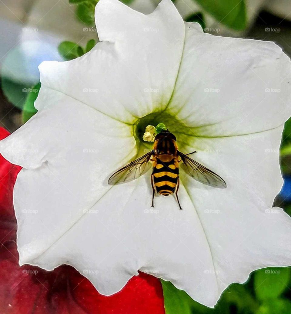 Winged Honey Bee Collecting Pollen and Nectar White Petunia Summer Day