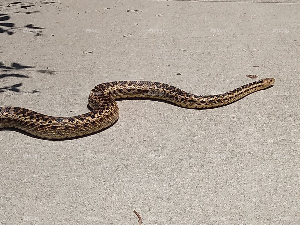 gopher snake