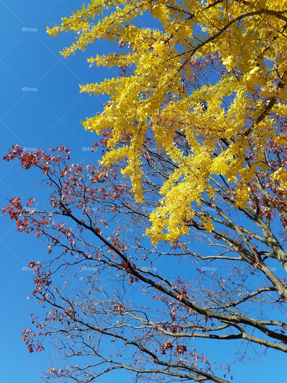 Autumn tree in sky