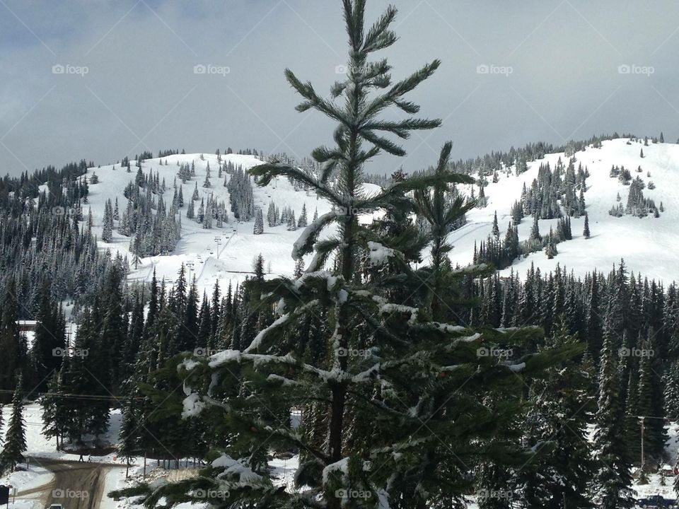 Trees and mountains 