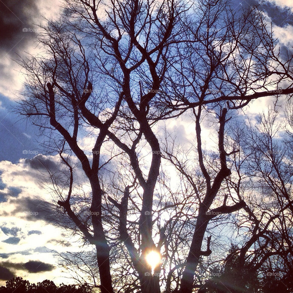 Tree setting between sun..err- sun setting between trees.