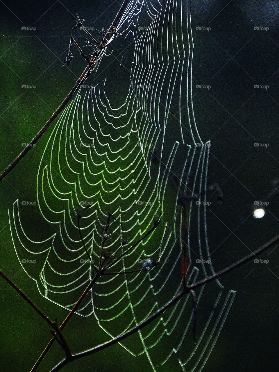 The beauty of the cobweb