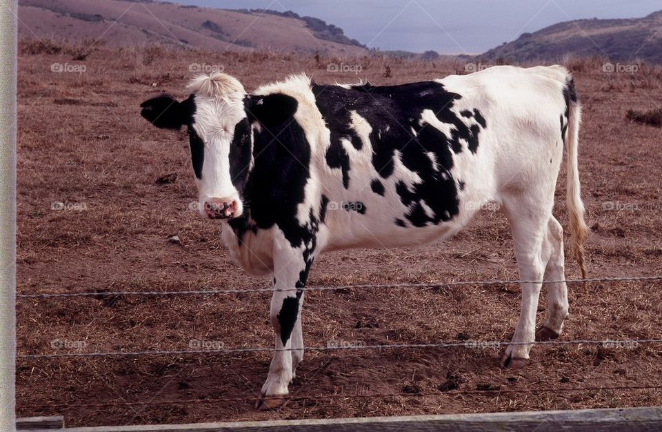 Black and whit cow on a farm milk cow. Farm Dairy 