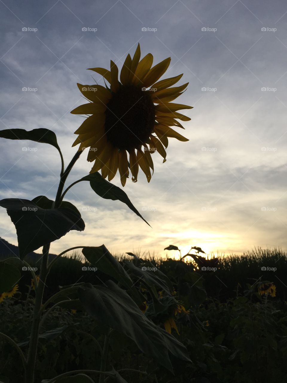 Lonely Sunflower At Dusk