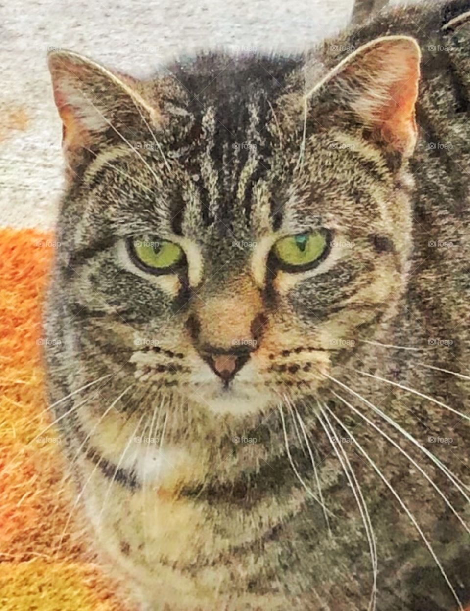 Beautiful green eyed tabby cat looking intently look at those eyes 