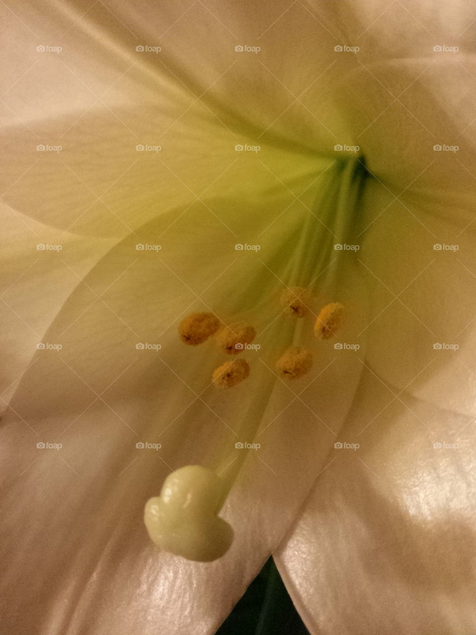 Flower, Lily, Nature, Wedding, Delicate