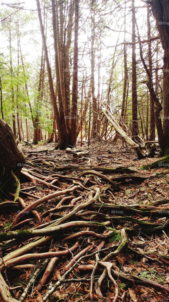 Hike through the woods