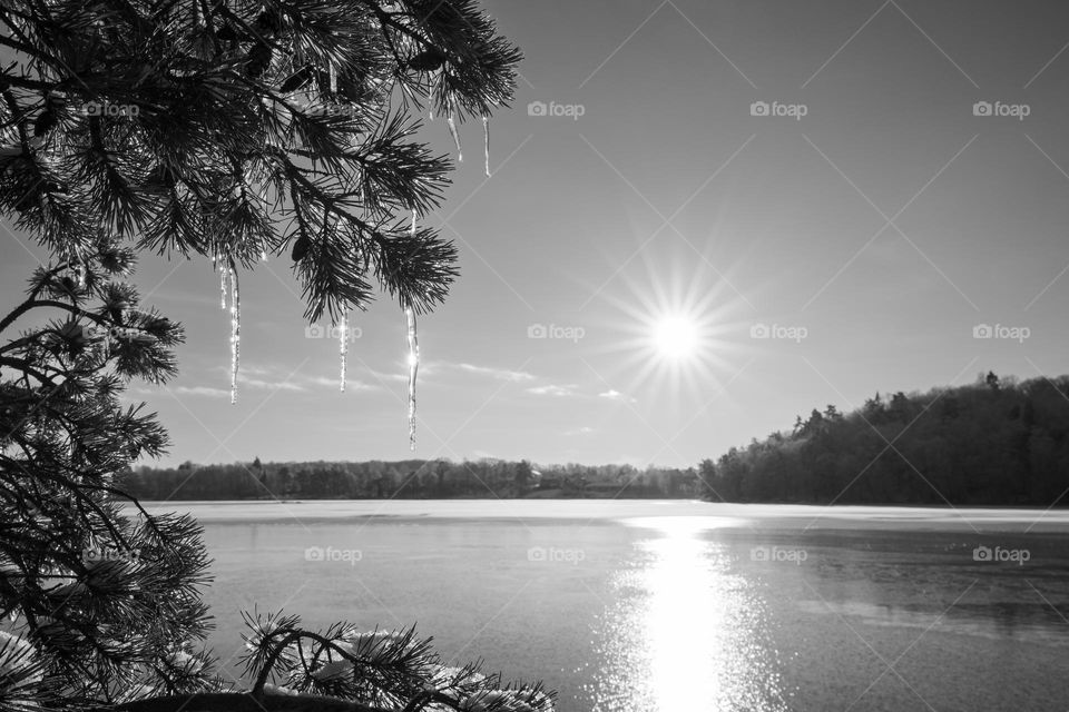 Sun shining on fir tree with icicles by frozen lake and forest on a cold winter day, b&w 