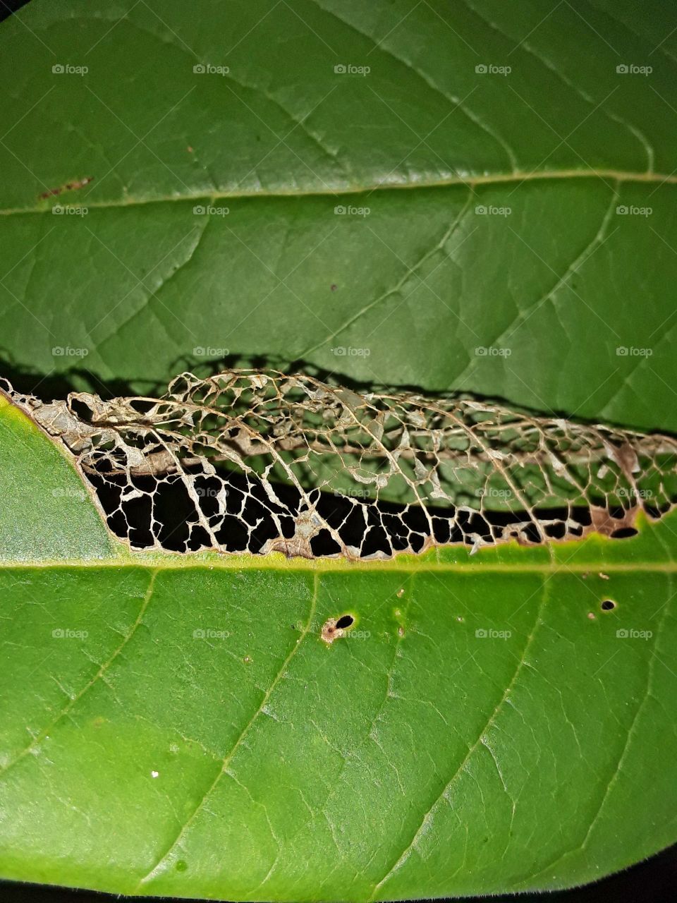 decaying leaf