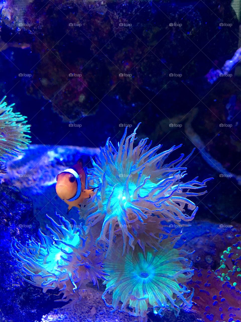 Cuddling clown fish
