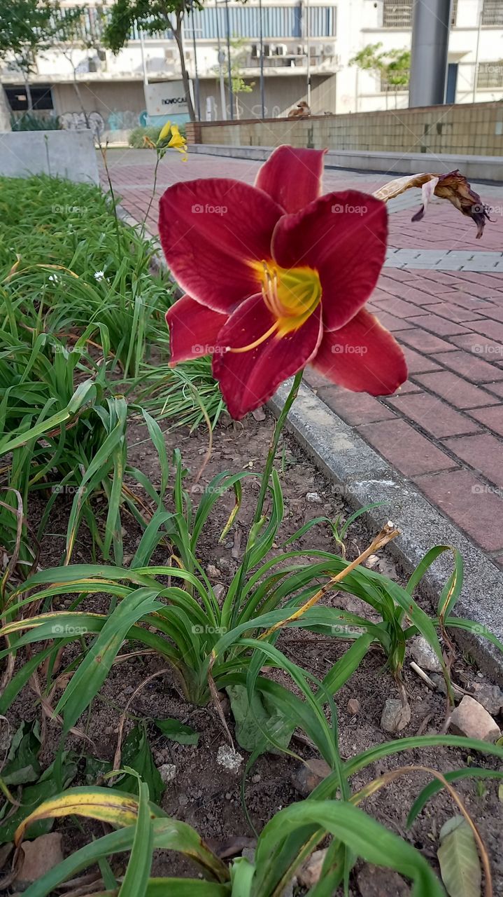 Flor vermelha