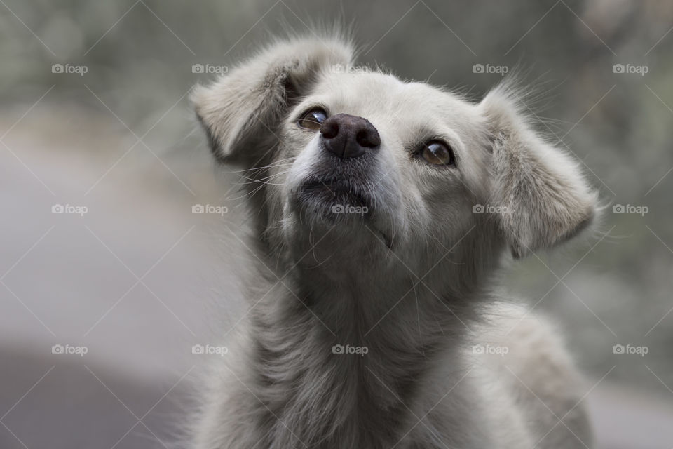 sad dog portrait close up