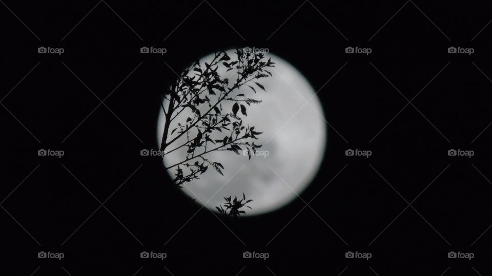 Silhouette shadows against full moon dark night