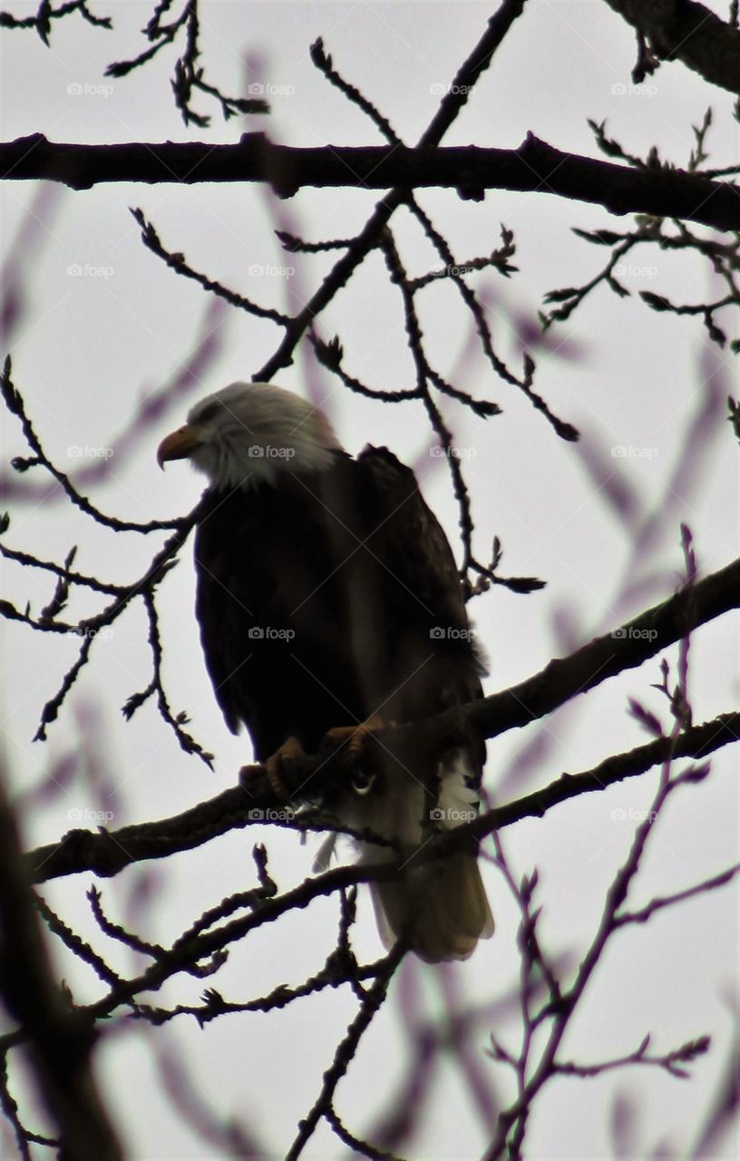 American bald eagle