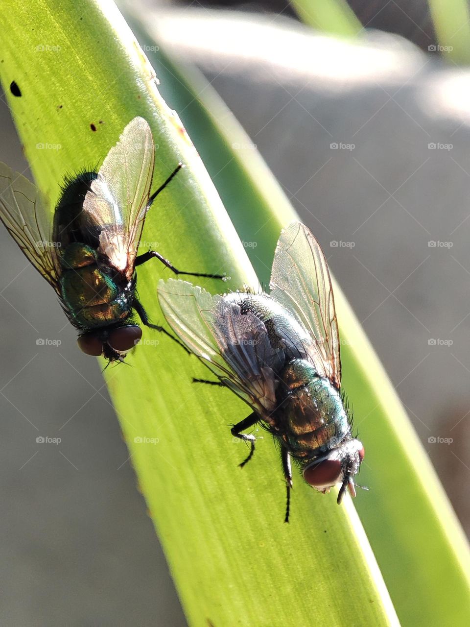 Flies on a leaf