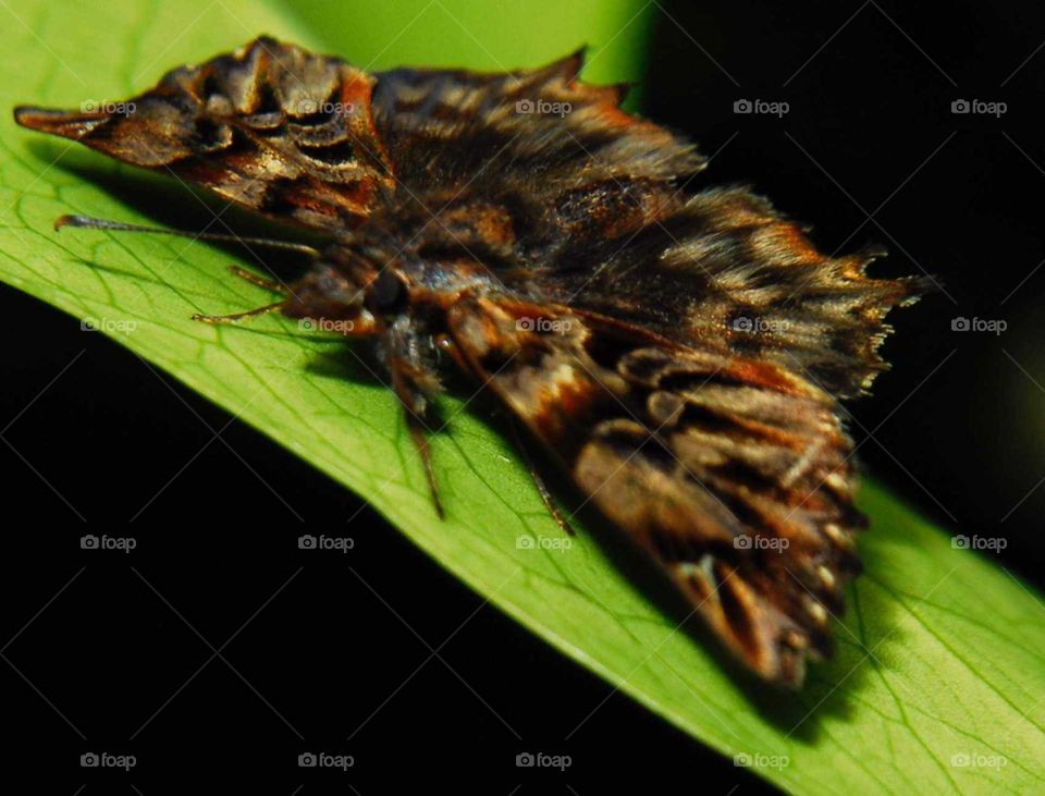 a brown moth on the Green leave