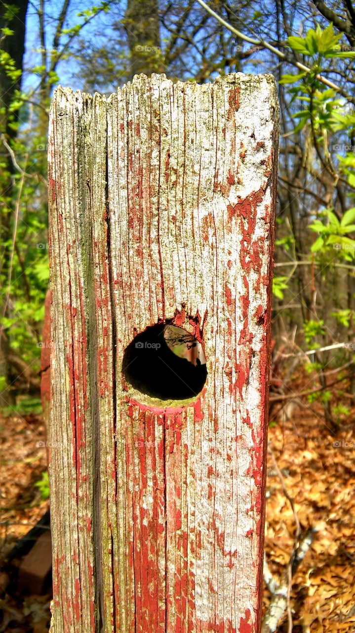 Wood, Tree, Nature, Leaf, No Person