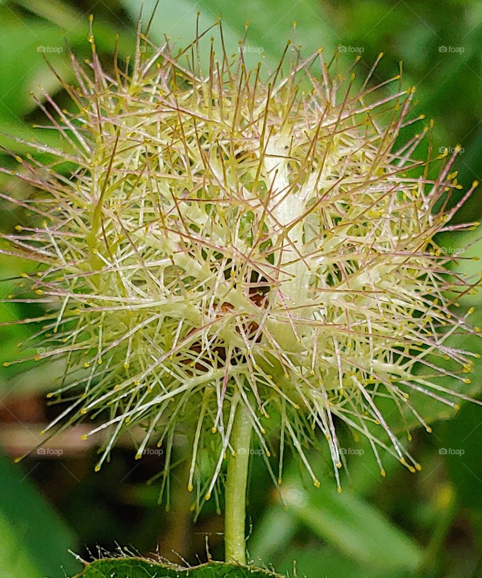 flowers captured