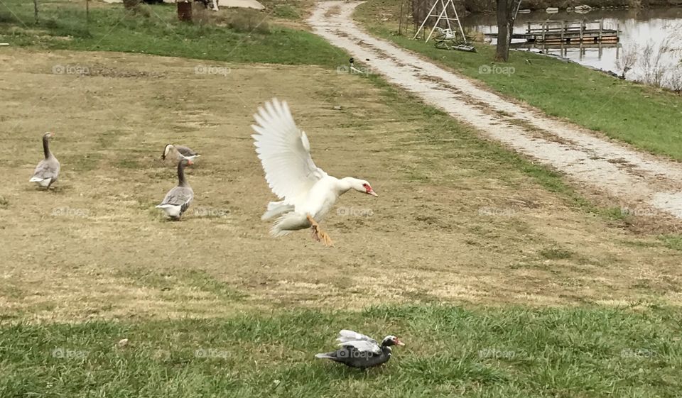 Muscovy Ducks Coming In for a Landing