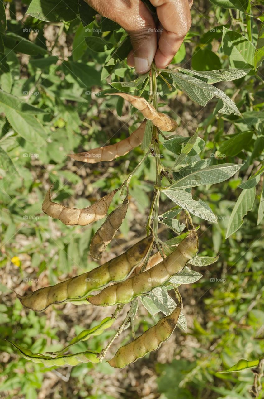 Pigeon Peas