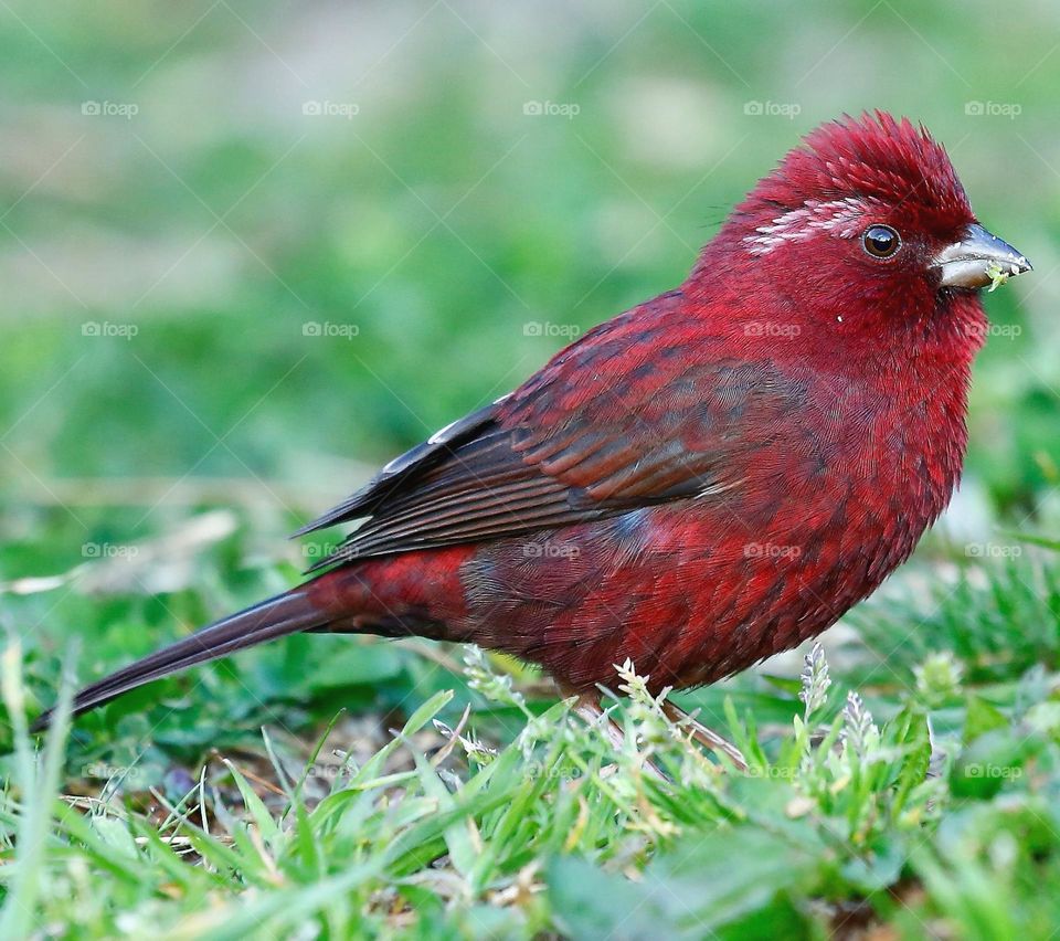 Beautiful and cute bird