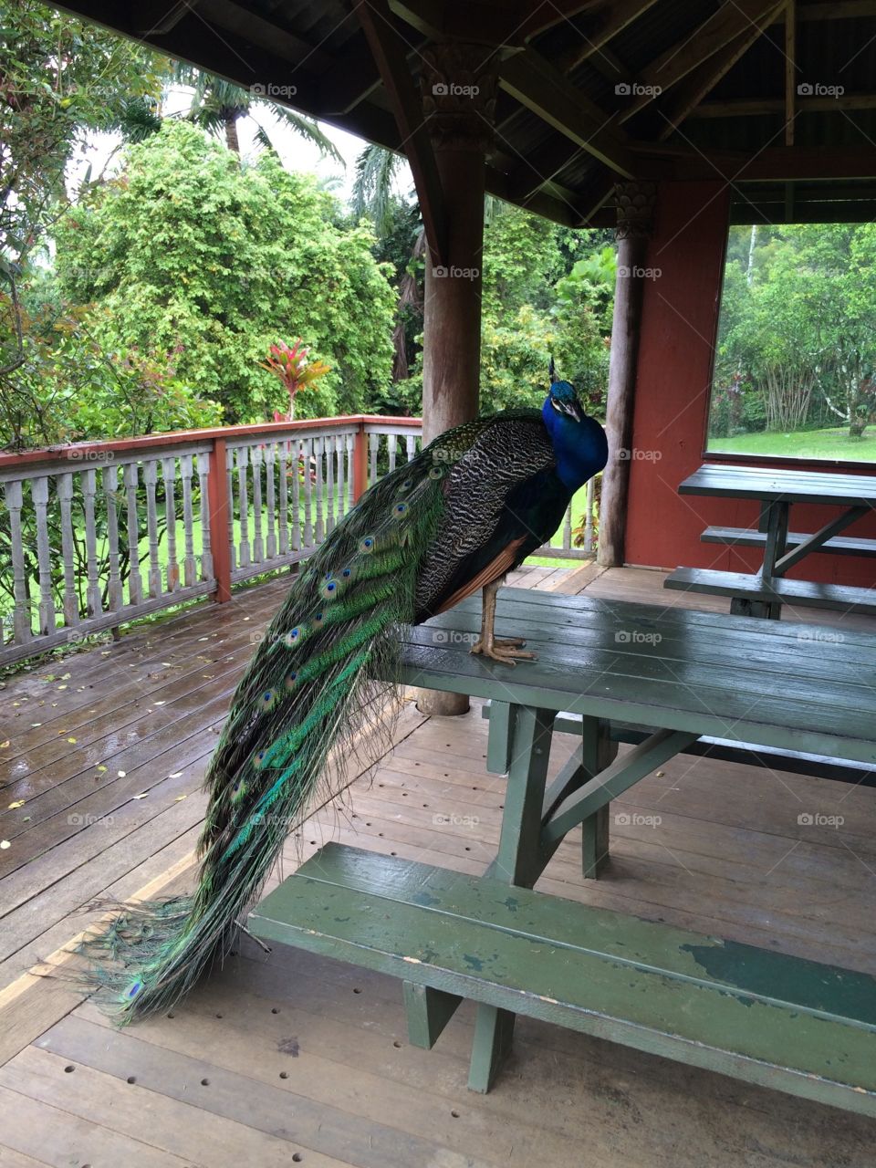 Peacock for lunch