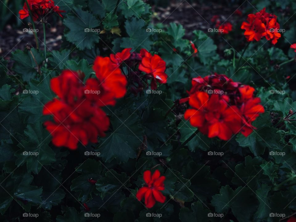 Red garden geraniums in the garden.