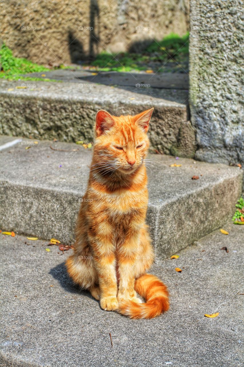 A tired ginger tom cat sitting by himself on stone steps.