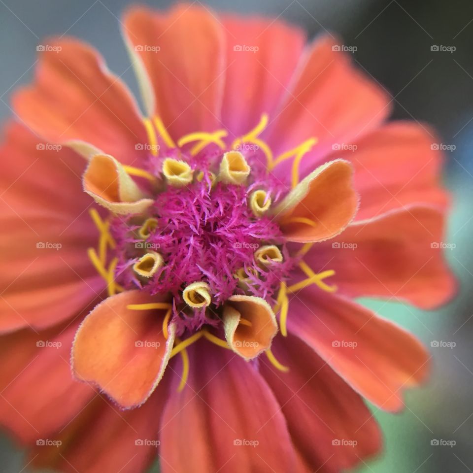 Orange Zinnia