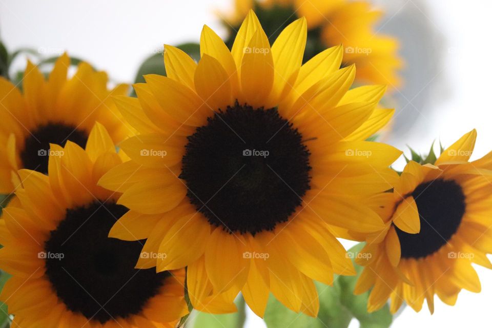 Sunflowers