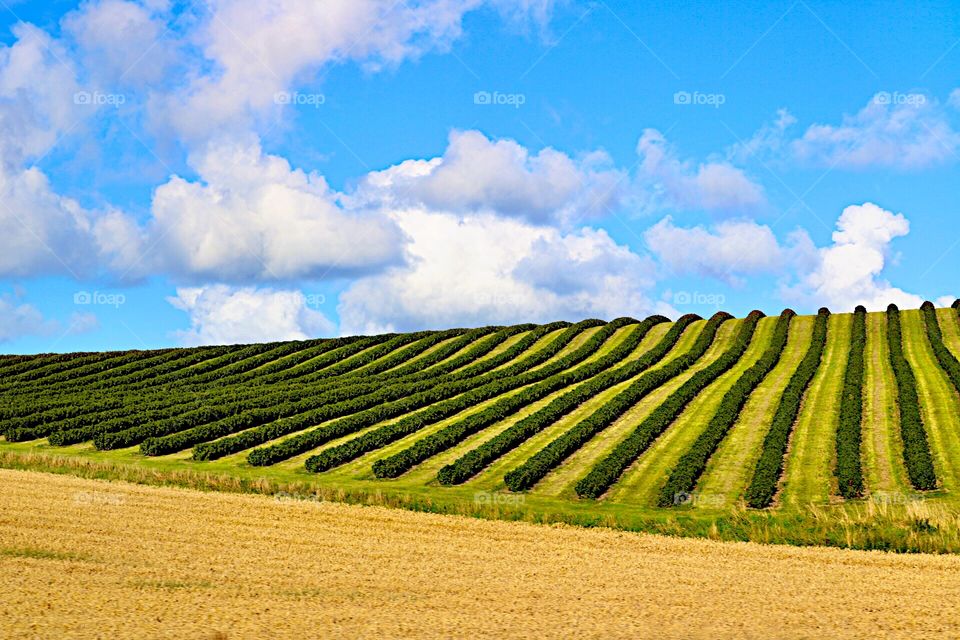 Beautiful lines of green growth!