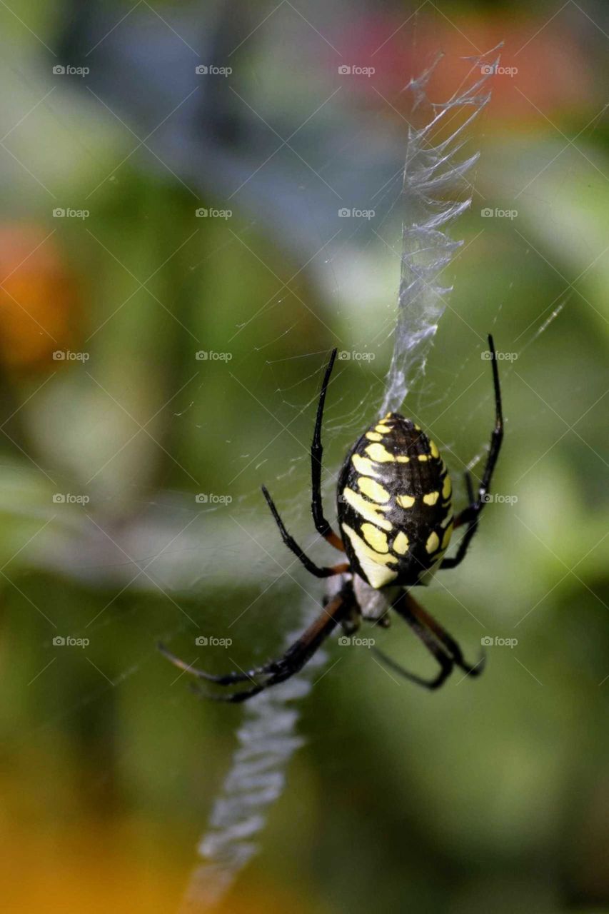 Yellow Garden Spider