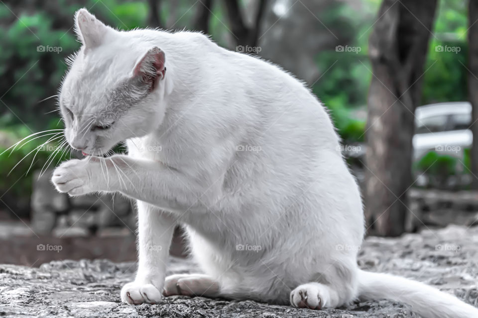 Cat licking her pawn