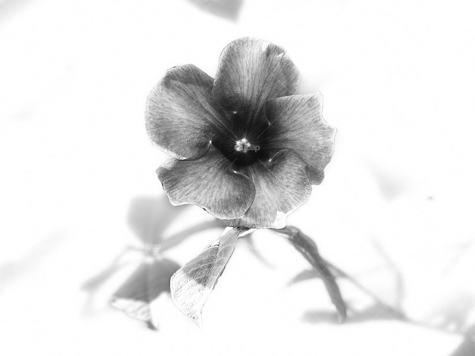 Monochromatic - Allamanda flower 