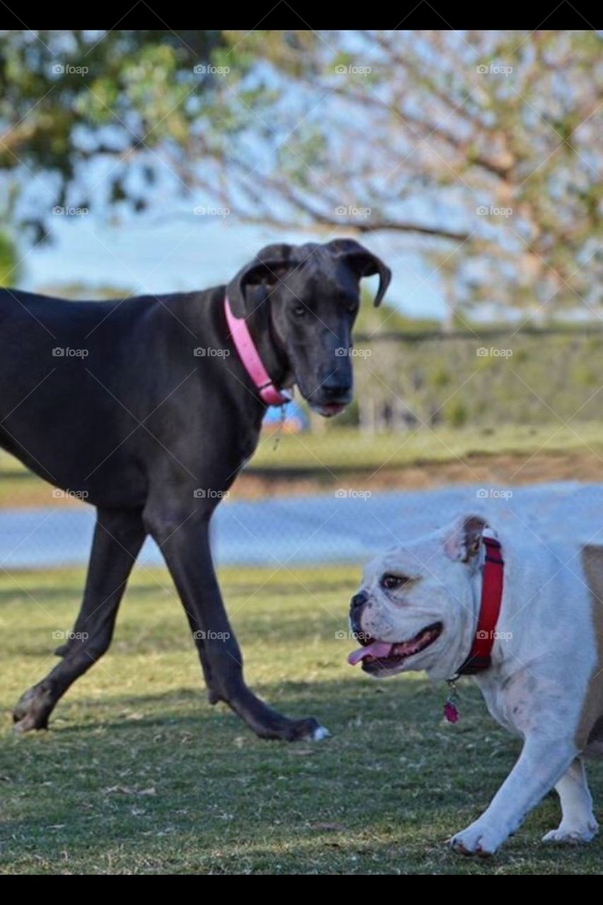 Hello there!. Dog park crossing paths 