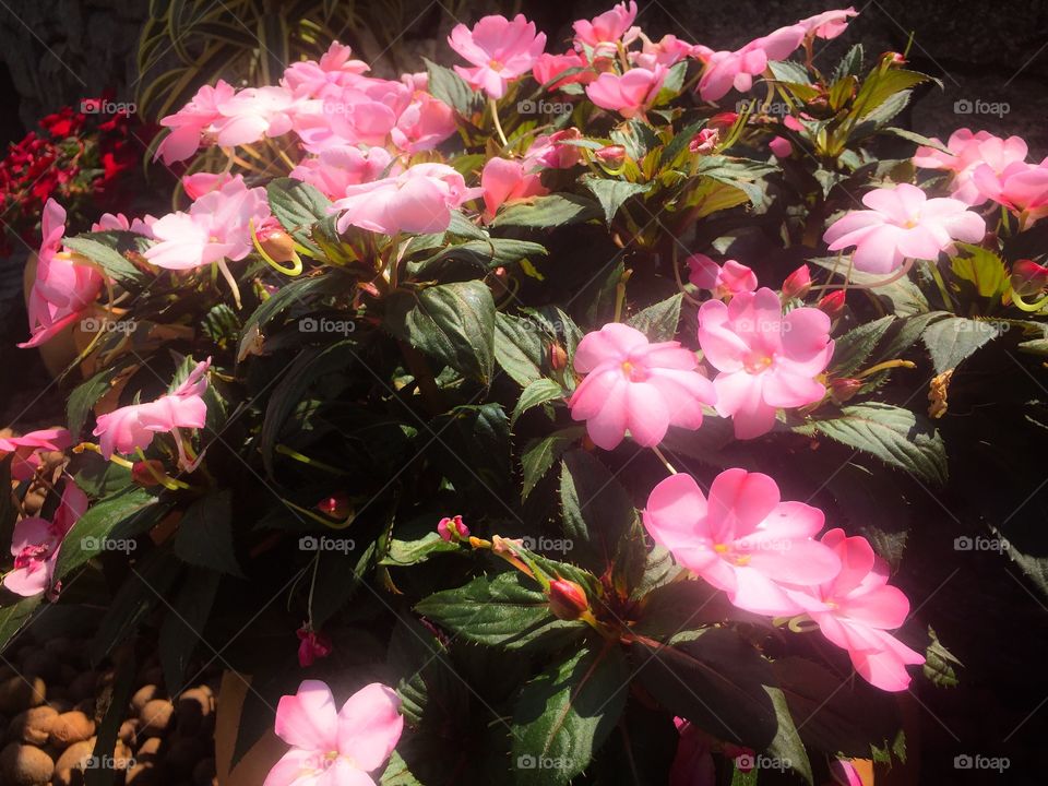 Beautiful pink flowers