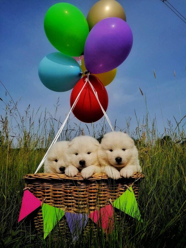 Three beautiful dogs in nature! Lazarevac Serbia 07.12.2020
