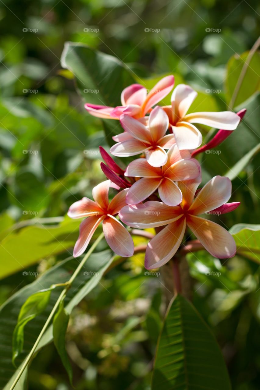 Sunlit Frangipani 